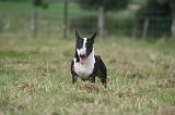 BULL TERRIER MINIATURE 069